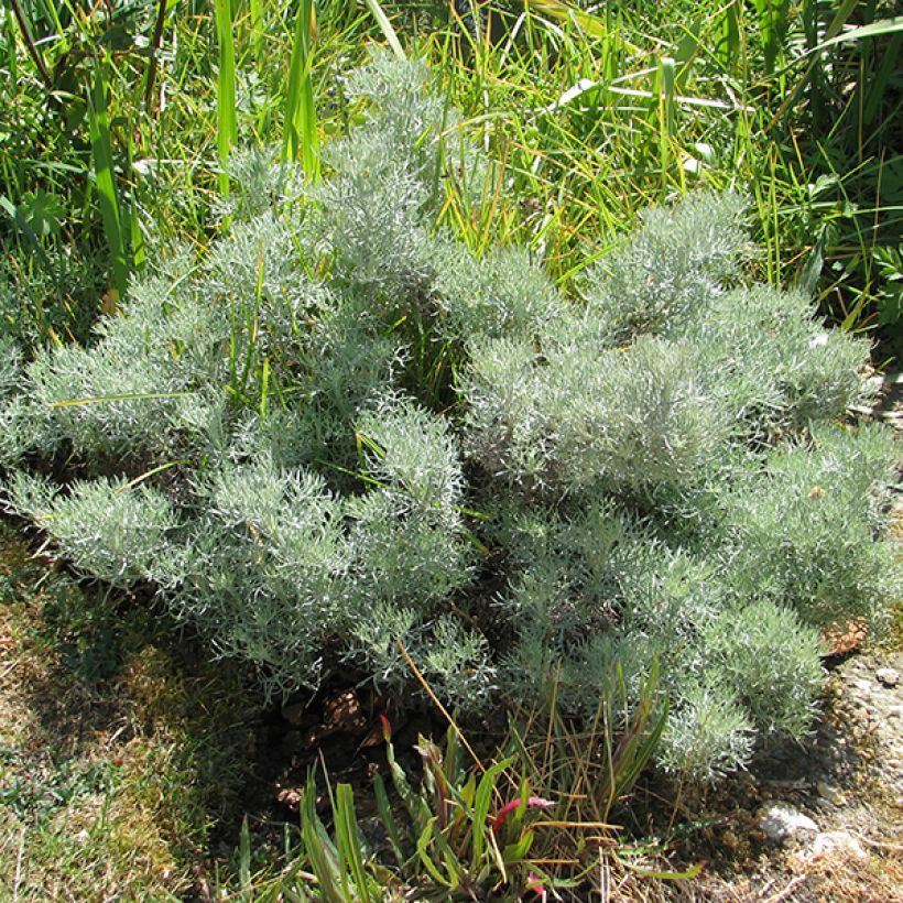 Artemisia alba Canescens - Armoise argentée (Plant habit)