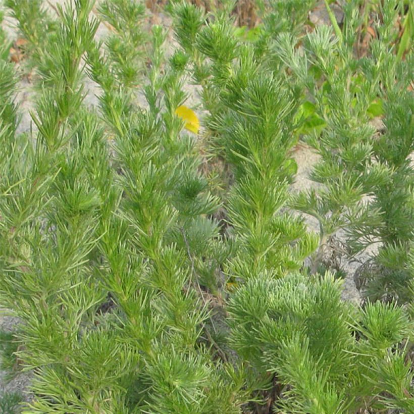 Armoise - Artemisia capillaris (Foliage)