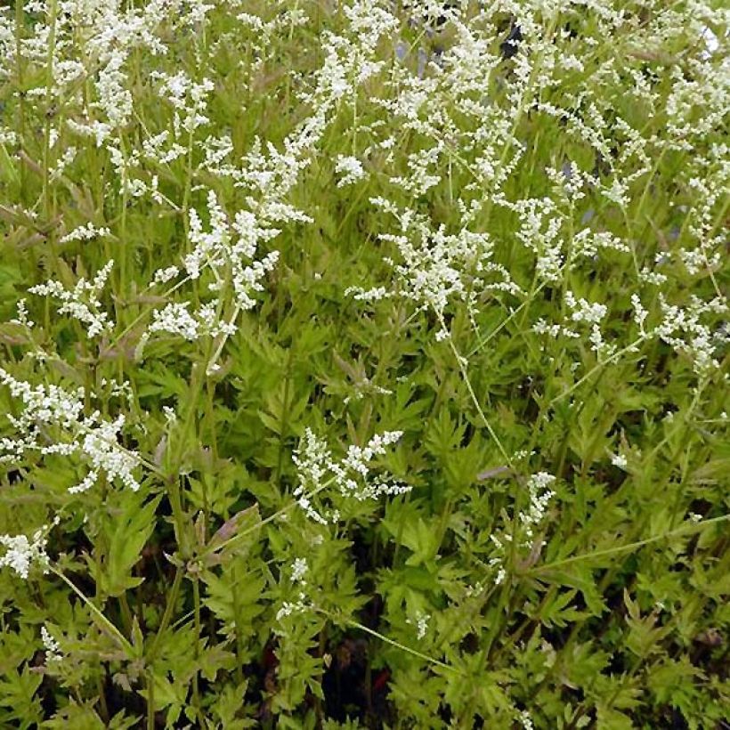 Armoise chinoise Jim Russel - Artemisia lactiflora (Plant habit)