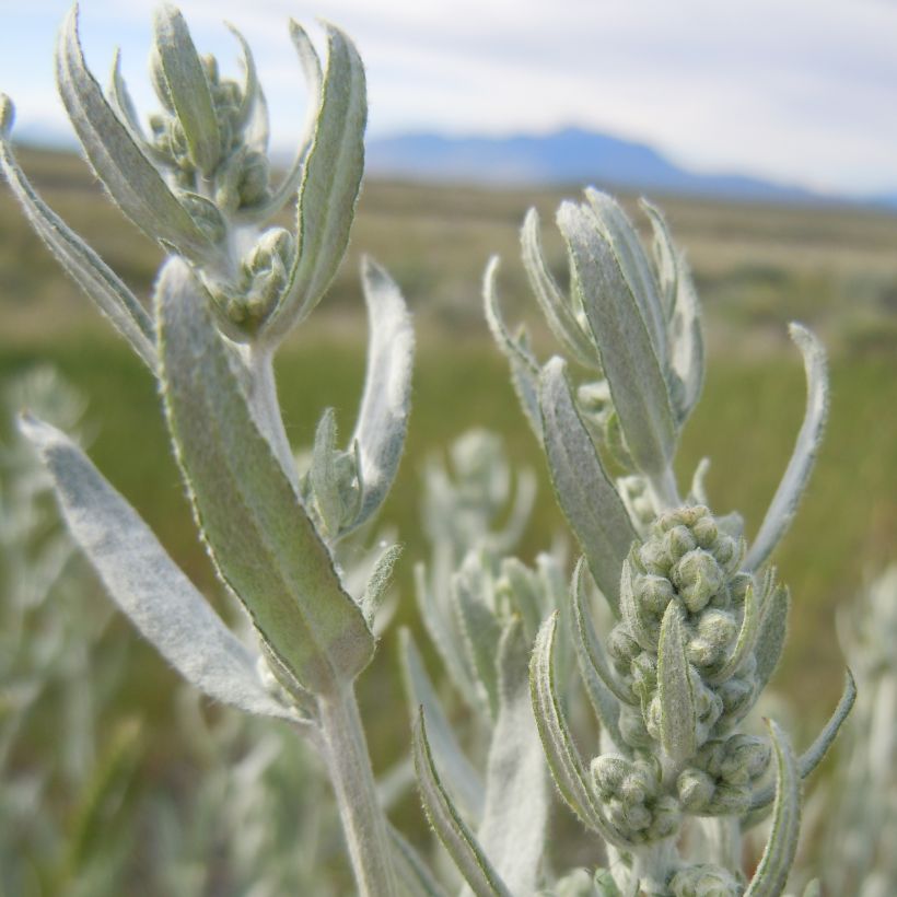 Armoise, Artemisia ludoviciana ssp. latiloba (Foliage)