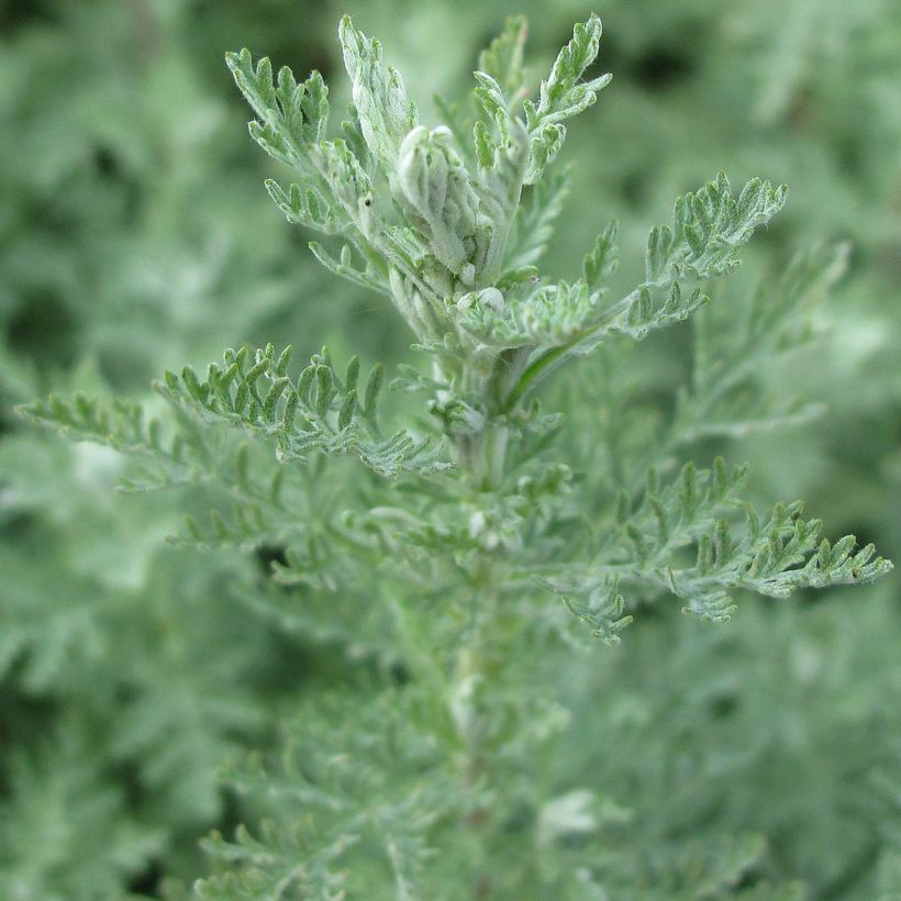 Armoise, Artemisia pontica (Foliage)