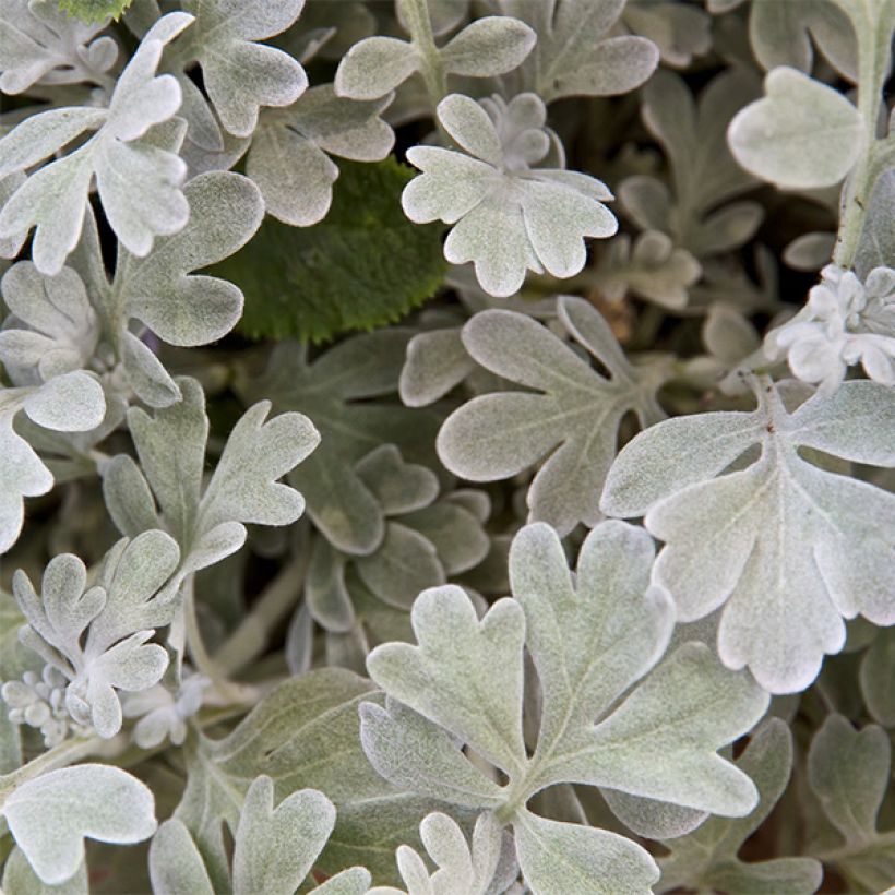Absinthe des rivages - Artemisia stelleriana Boughton Silver (Flowering)