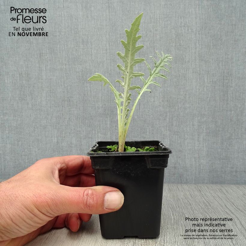 Example of Artichaut Violet de Provence en godet - Cynara scolymus Godet de 7/8 cm as you get in automne
