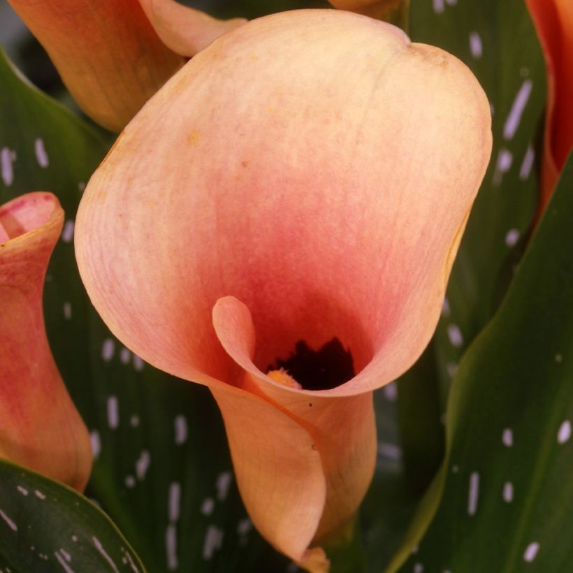 Arum ou Calla rose saumon - Zantedeschia Auckland (Flowering)