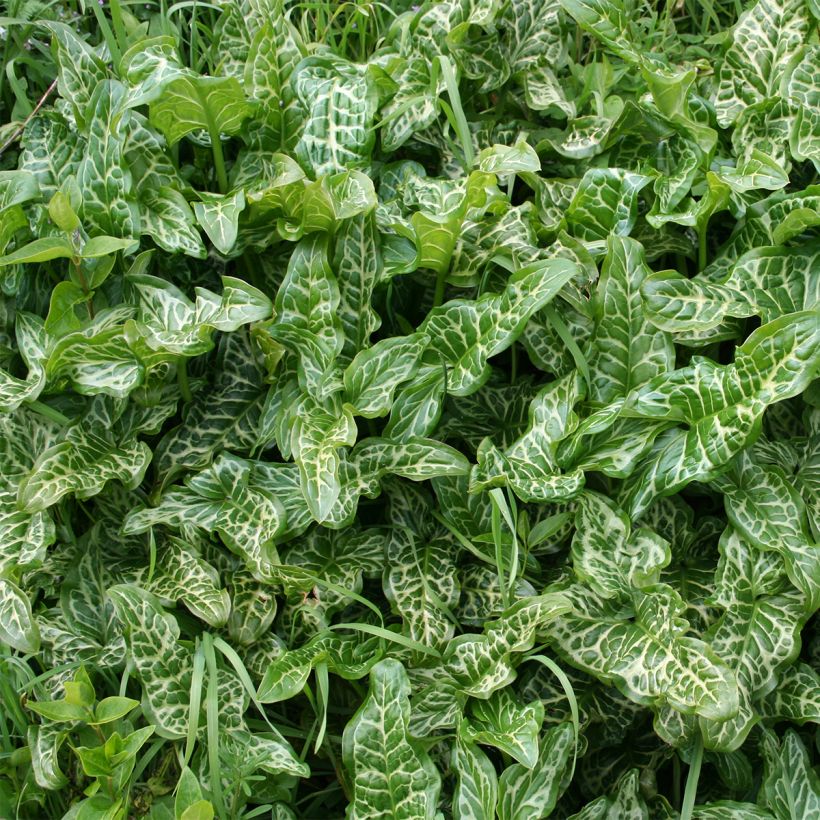 Arum italicum - Gouet d'Italie (Foliage)