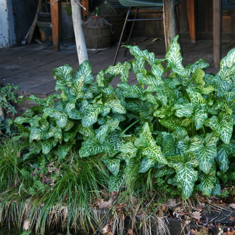 Arum italicum - Gouet d'Italie (Plant habit)