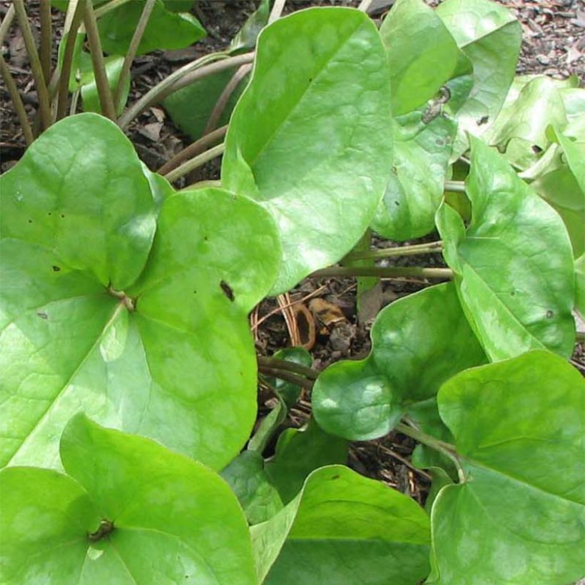 Asarum arifolium - Asaret (Foliage)