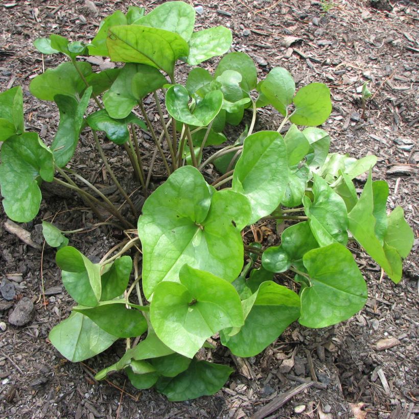 Asarum arifolium - Asaret (Plant habit)