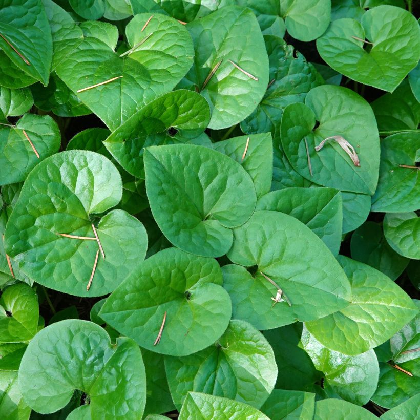 Asarum caudatum - Asaret (Foliage)