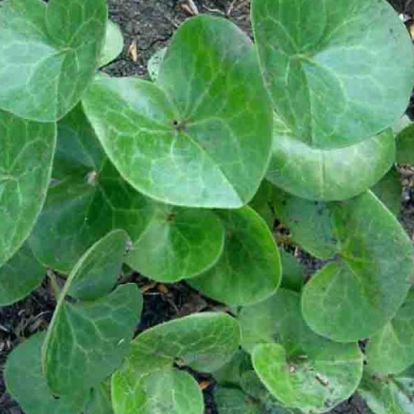 Asarum europaeum - Asaret d'Europe (Foliage)