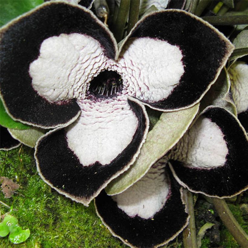 Asarum maximum Giant - Asaret (Flowering)