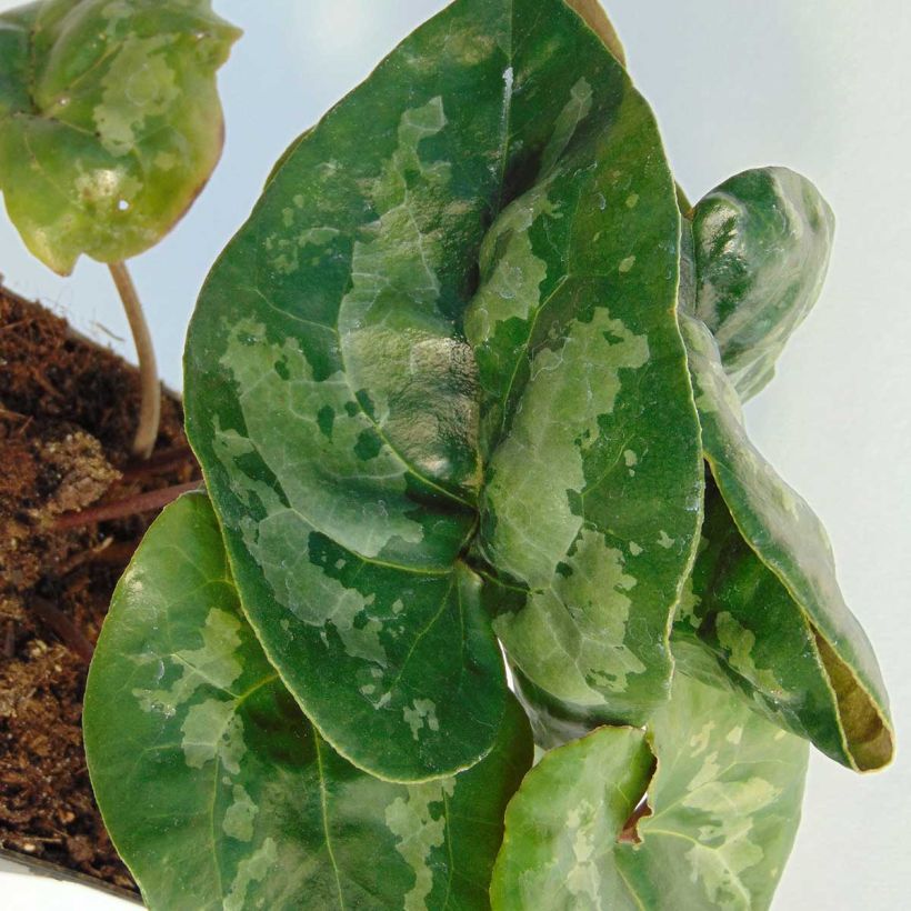 Asarum maximum Giant - Asaret (Foliage)