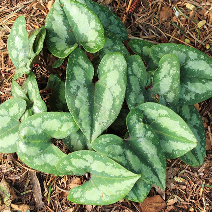 Asarum splendens - Asaret (Plant habit)
