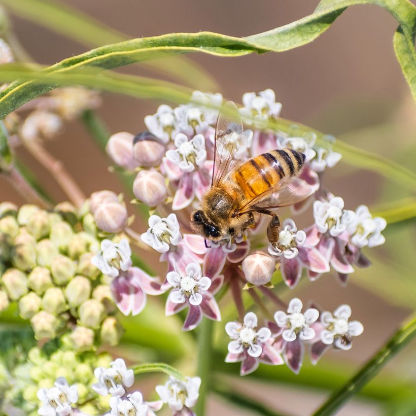 Asclépiade, Asclepias fascicularis (Flowering)