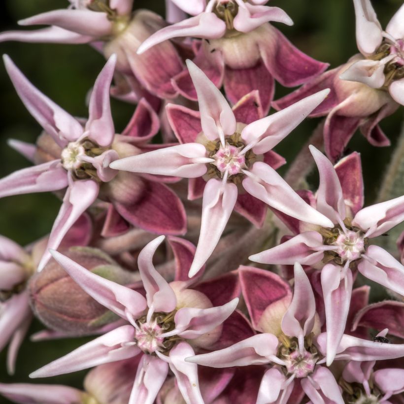 Asclépiade, Asclepias speciosa (Flowering)