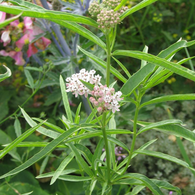 Asclépiade, Asclepias fascicularis (Plant habit)