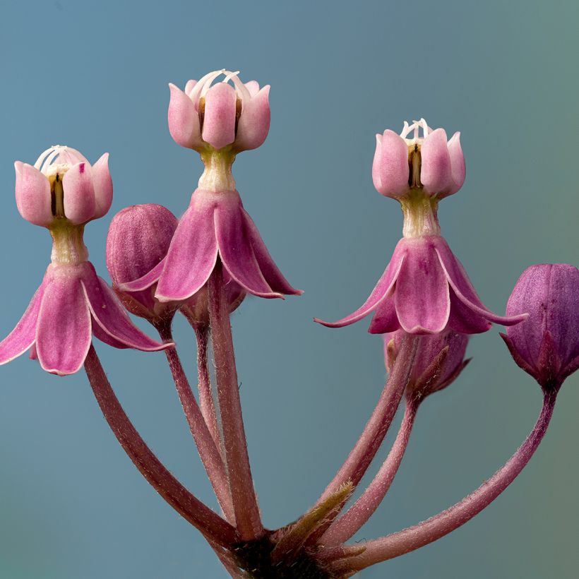 Asclepias incarnata - Asclépiade (Flowering)