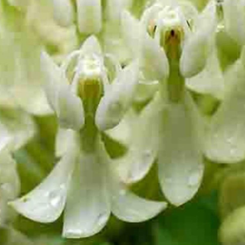 Asclepias incarnata Ice Ballet - Asclépiade (Flowering)