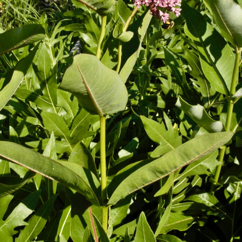 Asclépiade, Asclepias sullivantii (Foliage)