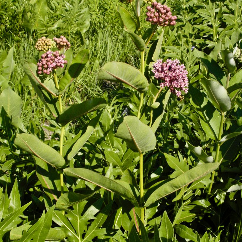 Asclépiade, Asclepias sullivantii (Plant habit)