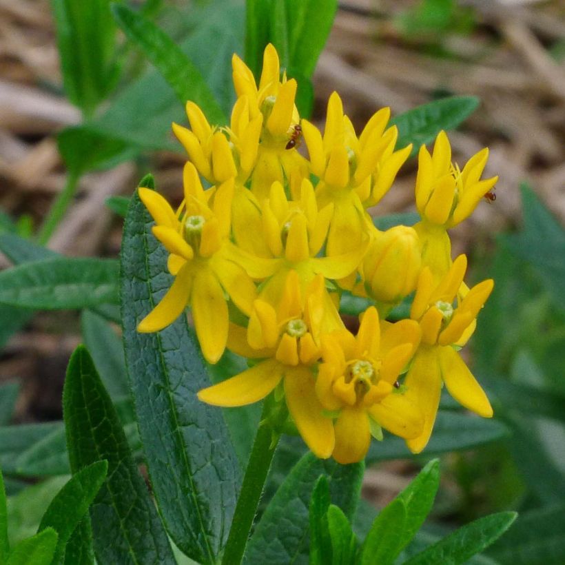 Asclepias tuberosa Hello Yellow - Asclépiade tubéreuse (Flowering)