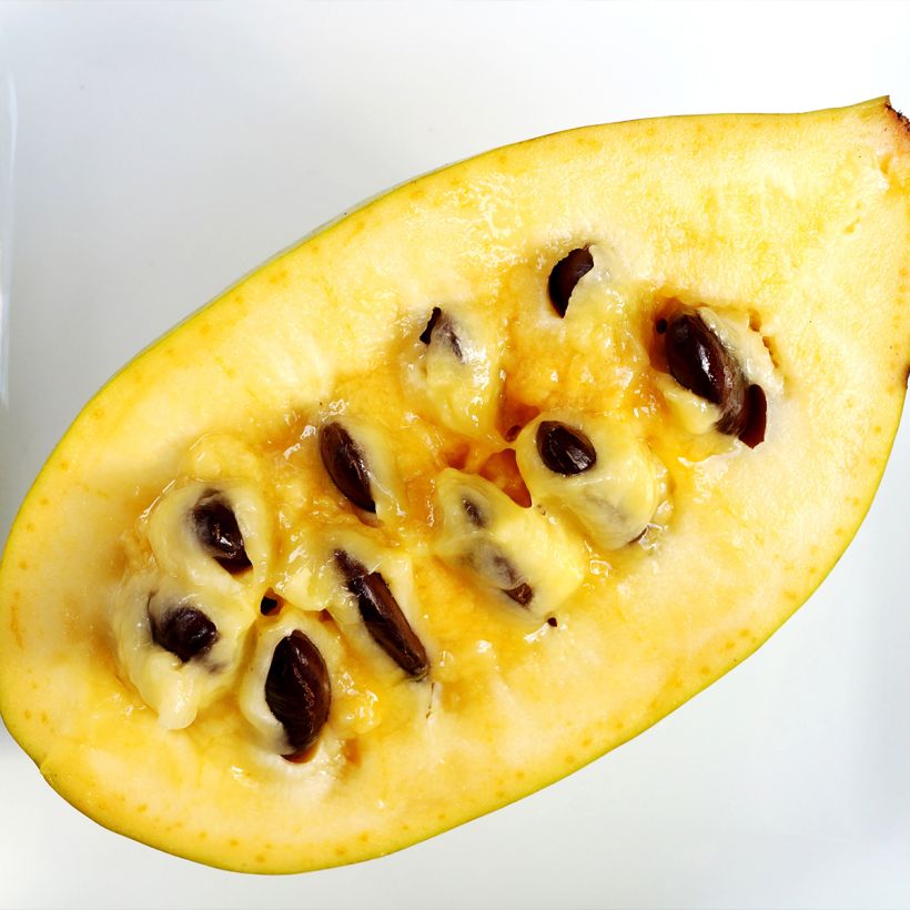 Asimina triloba Susquehanna Peterson Pawpaws (Harvest)