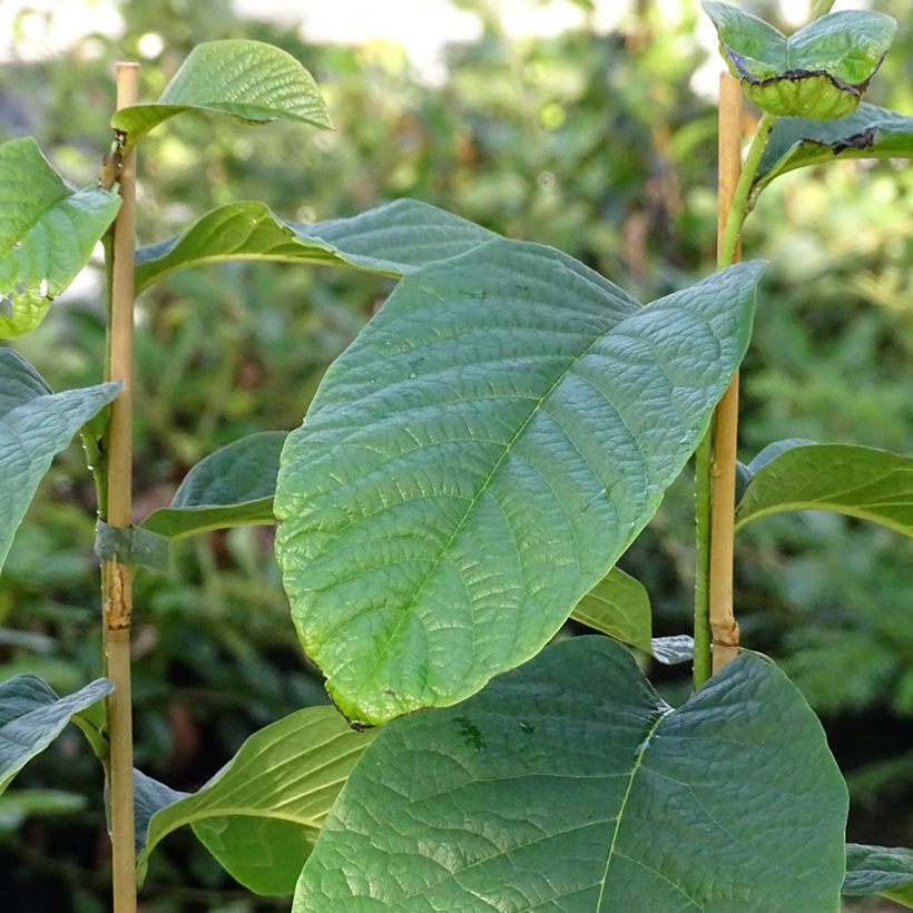 Asimina triloba Susquehanna Peterson Pawpaws (Foliage)