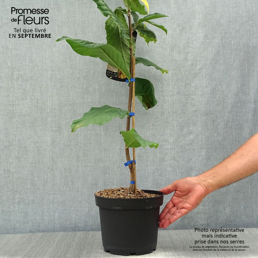 Example of Asimina triloba Susquehanna Peterson Pawpaws Pot de 3L/4L as you get in automne
