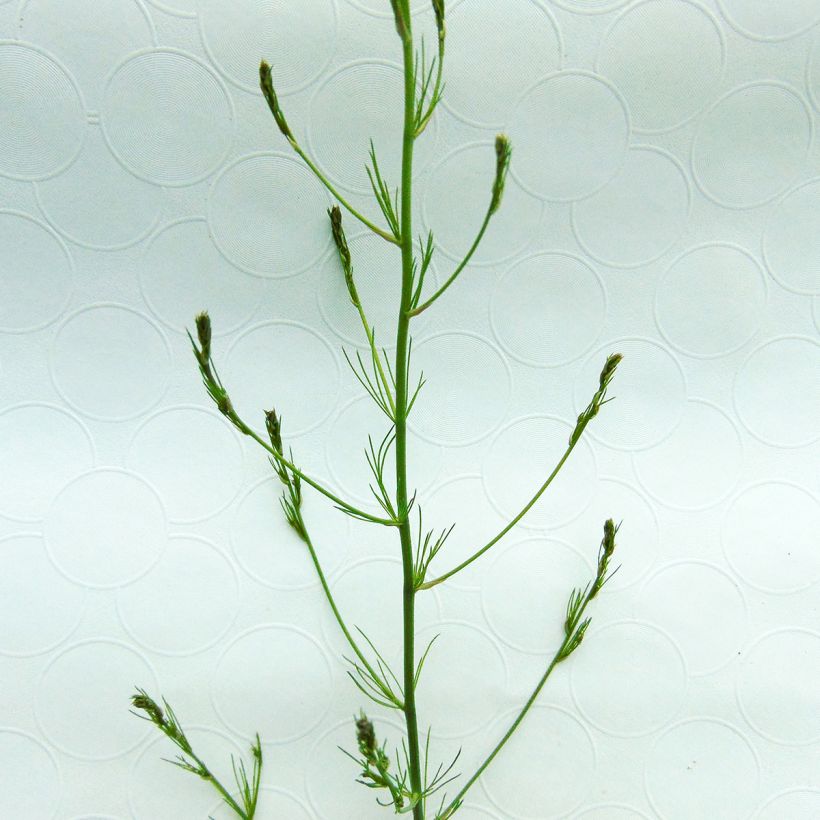 Asperge (en godet) - Asparagus officinalis (Foliage)