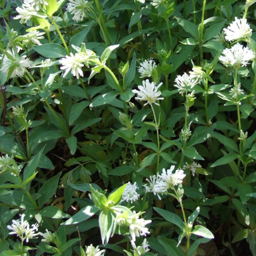 Asperula taurina - Aspérule de Turin (Plant habit)