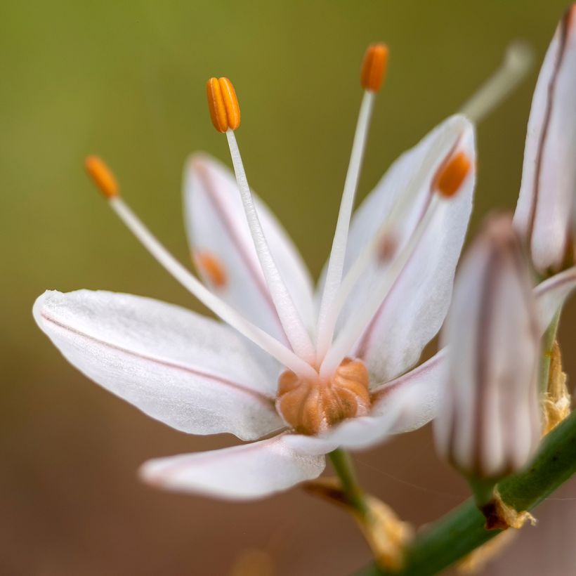 Asphodèle blanc - Asphodelus albus (Flowering)