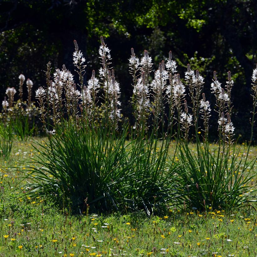 Asphodèle blanc - Asphodelus albus (Plant habit)