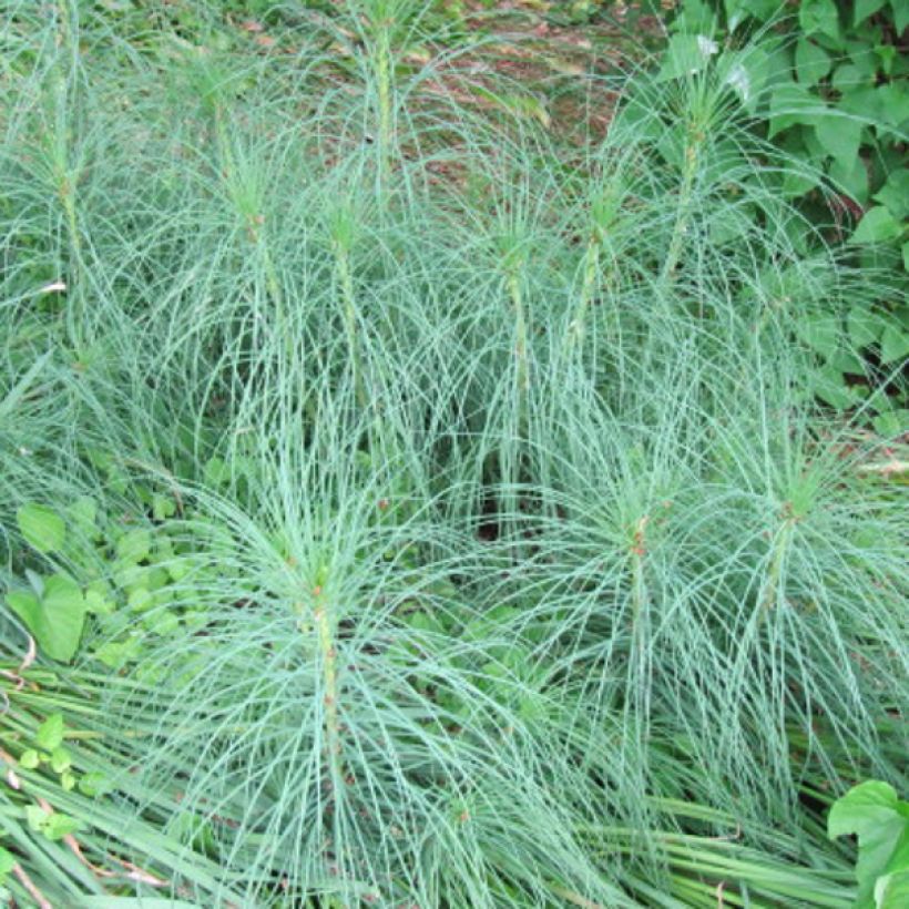 Asphodeline liburnica - Bâton de Jacob (Foliage)