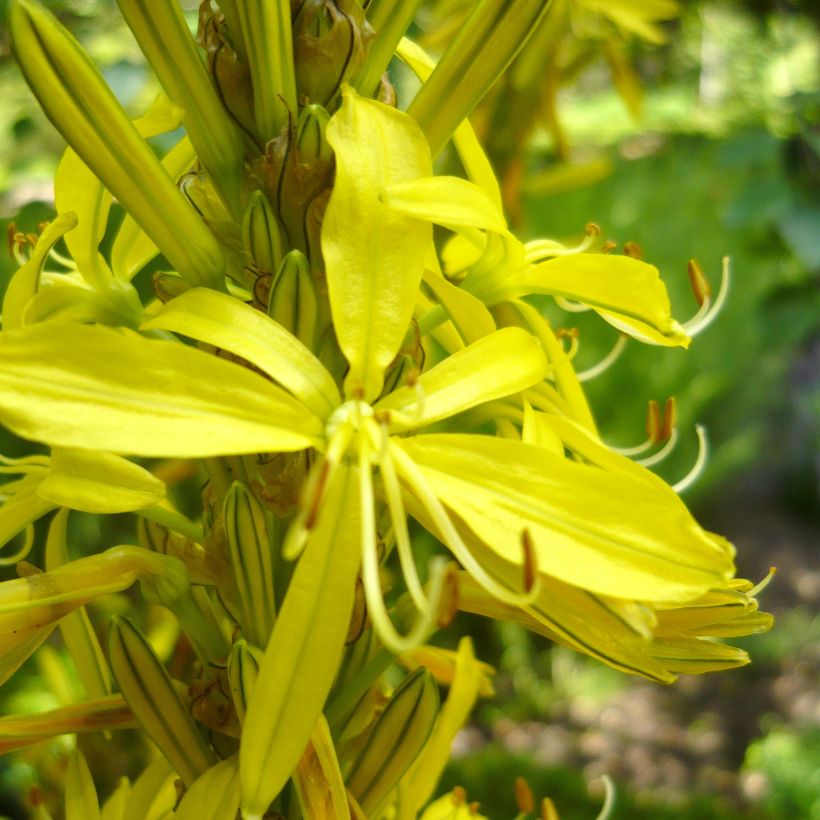 Asphodeline liburnica - Bâton de Jacob (Flowering)