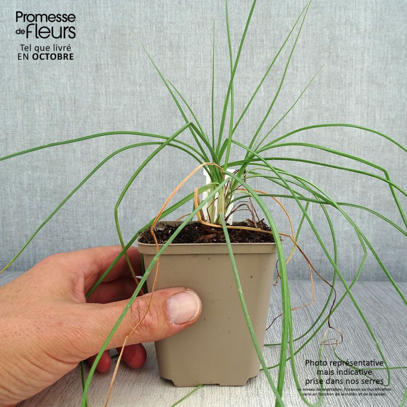 Example of Asphodeline liburnica - Bâton de Jacob Godet de 8/9 cm as you get in automne