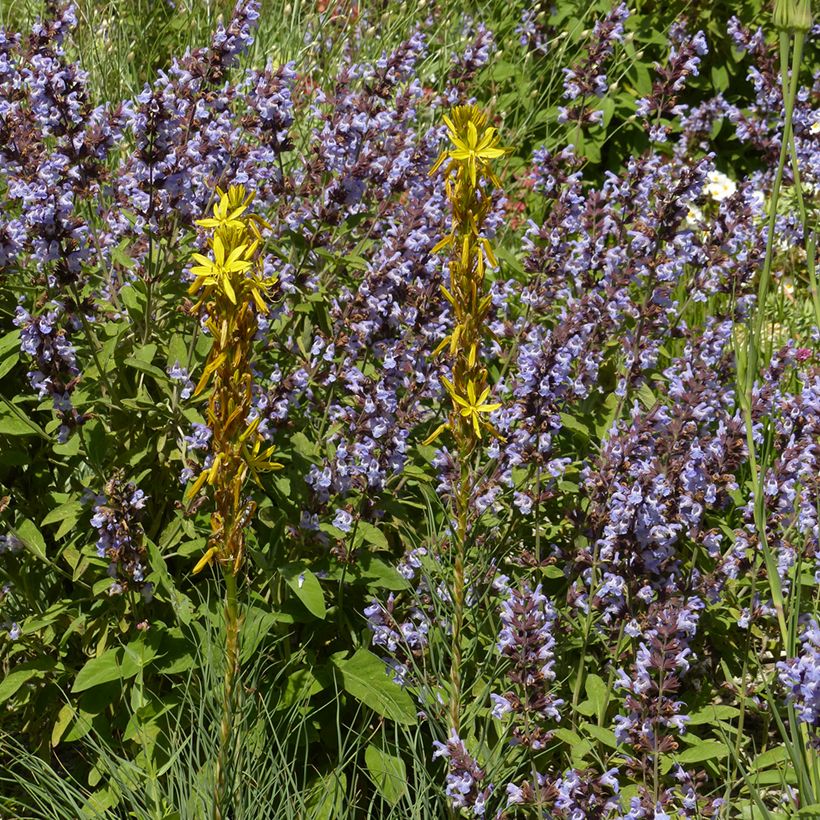 Asphodeline liburnica - Bâton de Jacob (Plant habit)