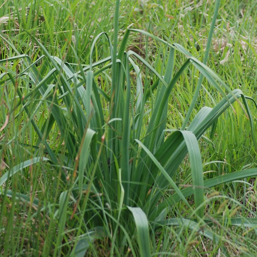 Asphodèle blanc - Asphodelus albus (Foliage)