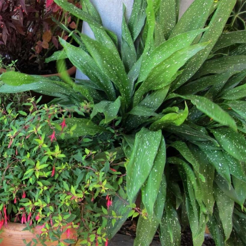 Aspidistra Milky way - Aspidistre élevée (Plant habit)