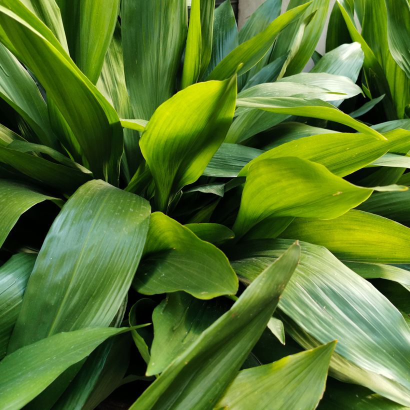 Aspidistra elatior - Aspidistre élevée (Foliage)