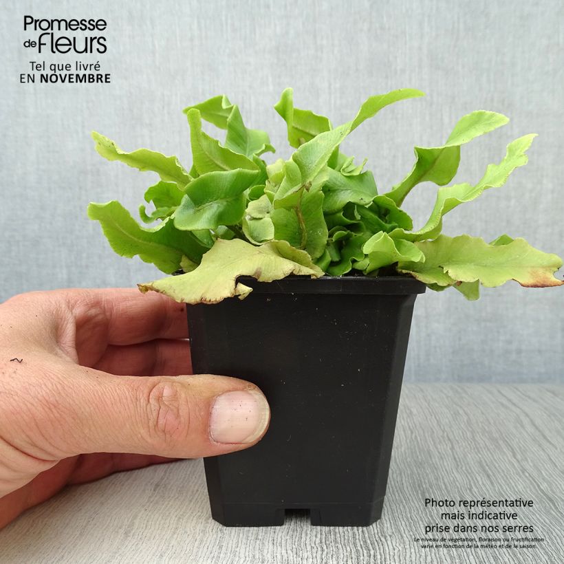 Example of Asplenium scolopendrium Undulatum Group - Fougère scolopendre Godet de 8/9 cm as you get in automne