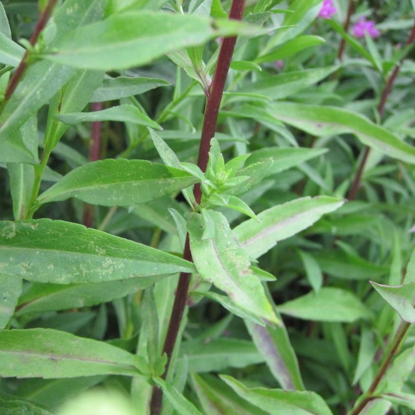 Aster hybride Carmen - Aster rose vif (Foliage)