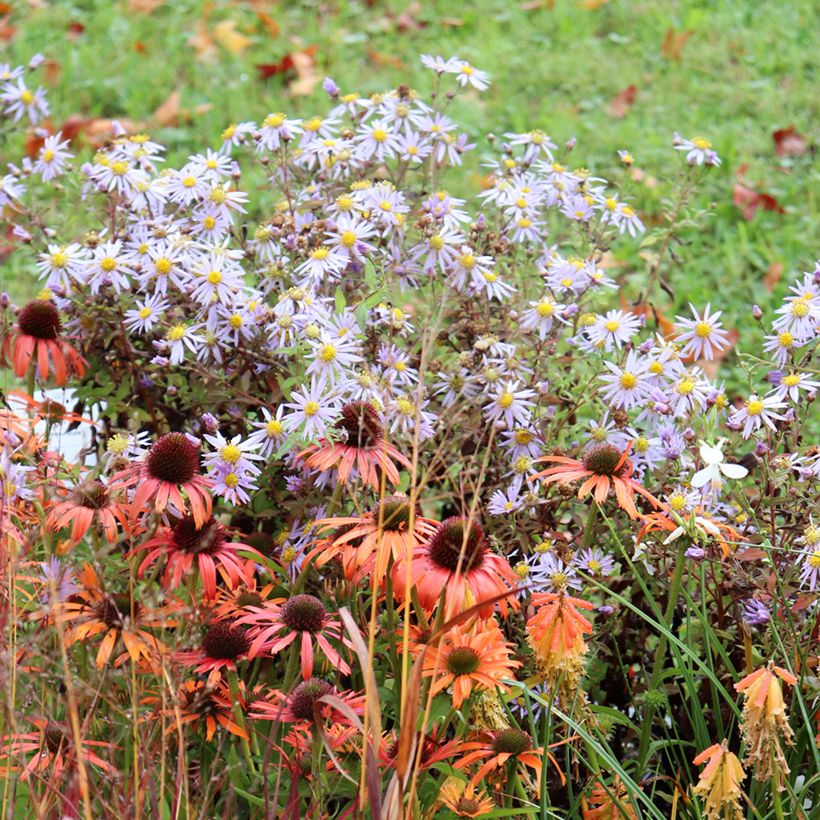 Aster Eleven purple - Aster nain d'automne (Plant habit)