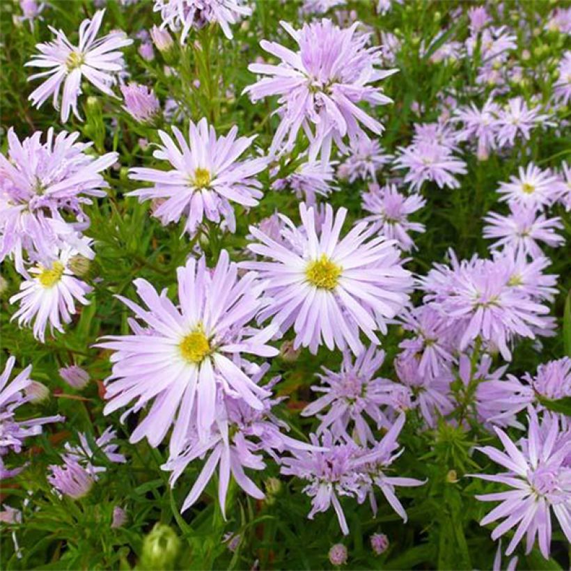 Aster novi-belgii Rosenquarz - Aster grand d'automne (Flowering)