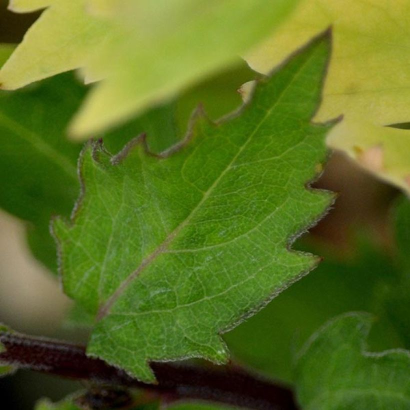 Aster ageratoides Harry Schmidt - Aster nain d'automne (Foliage)