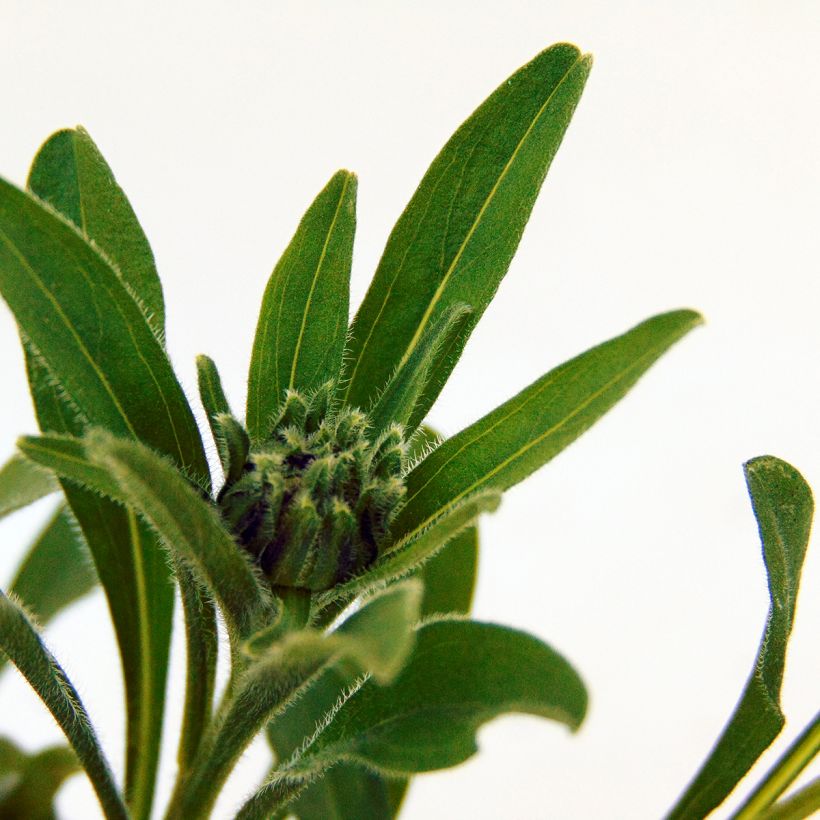 Aster alpinus Albus - Aster des Alpes blanc (Foliage)