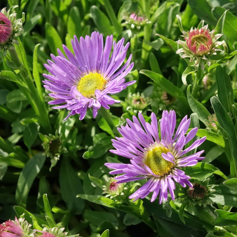 Aster alpinus Goliath - Aster des Alpes (Flowering)