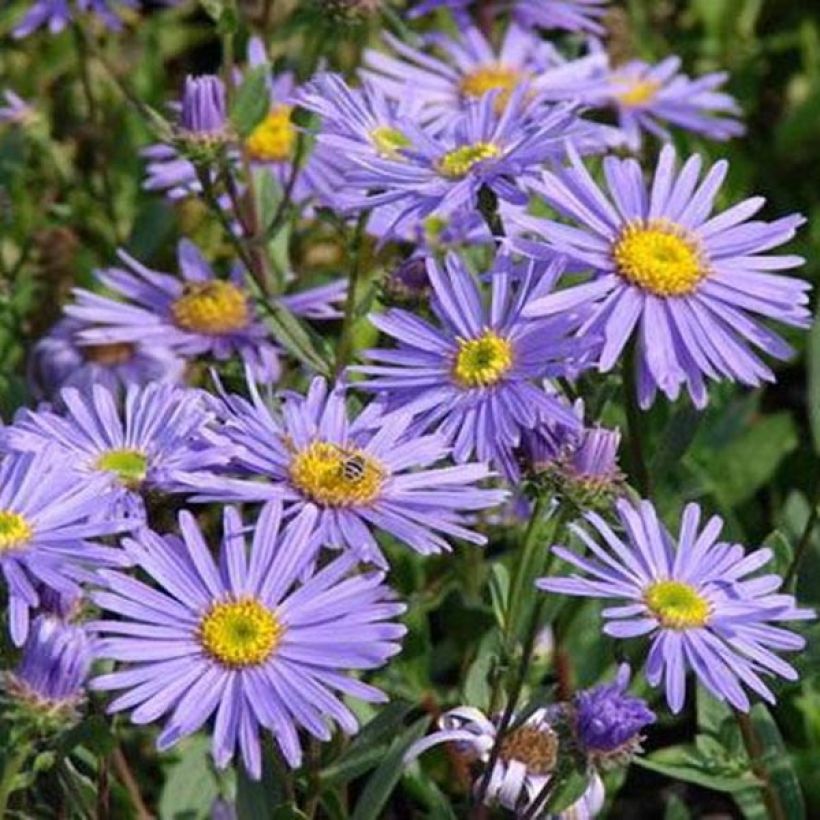 Oeil de Christ Dr Otto Petschek - Aster amellus Dr Otto Petschek (Flowering)