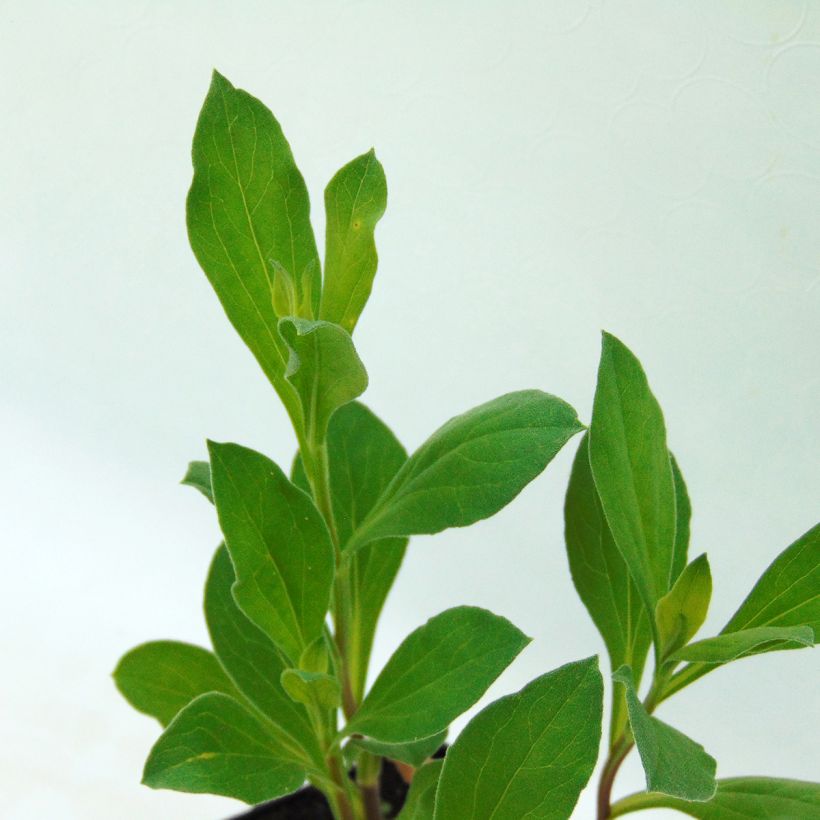 Aster amellus Rosa Erfüllung - Aster d'été (Foliage)