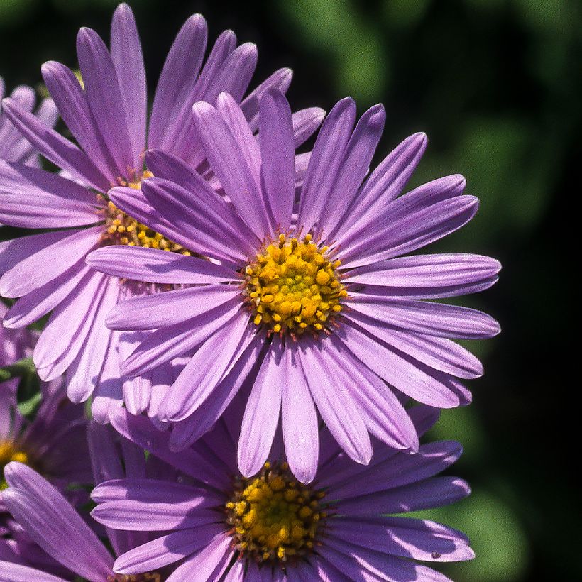 Aster amellus Rudolf Goethe - Œil du Christ (Flowering)