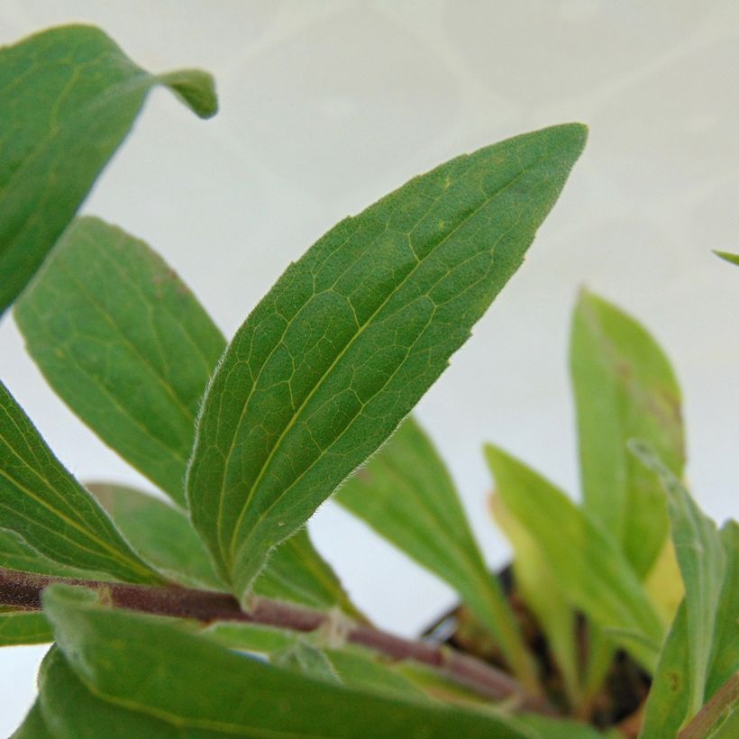 Oeil de Christ Grunder - Aster amellus Grunder (Foliage)